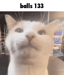 a close up of a white cat 's face with the words `` balls 133 '' written above it .