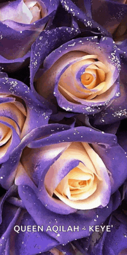 a bunch of purple and yellow roses with queen aoilah keye written on the bottom