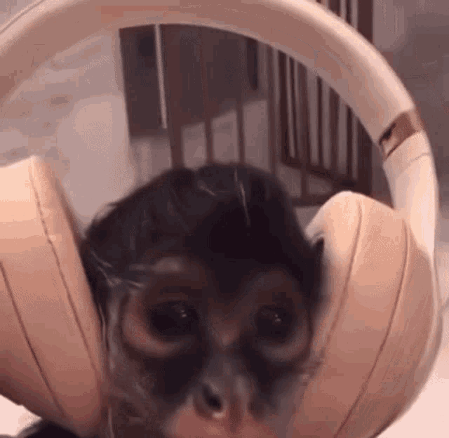 Macaco usando fones de ouvido blutetooth.