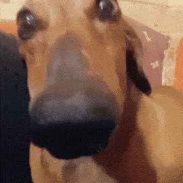 a close up of a dog 's nose with a person 's hand behind it .