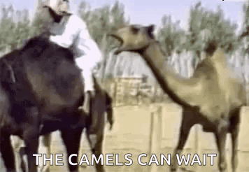Camel Camelbite GIF - Camel Camelbite Ouch GIFs