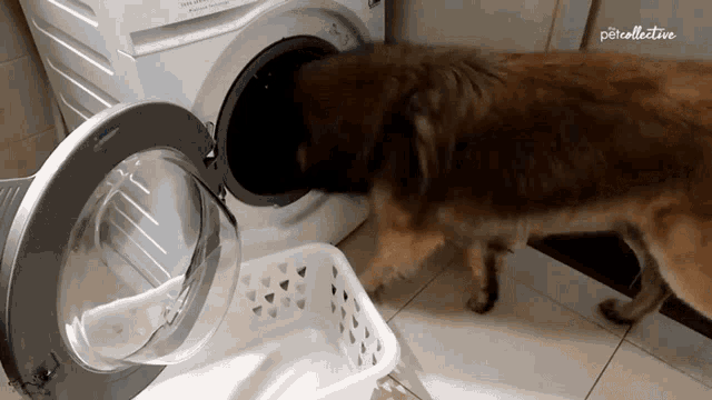 a dog looking into a washing machine with the word collective on the bottom right