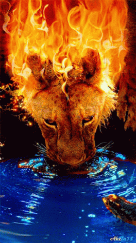 Leon Burning GIF - Leon Burning Lion GIFs