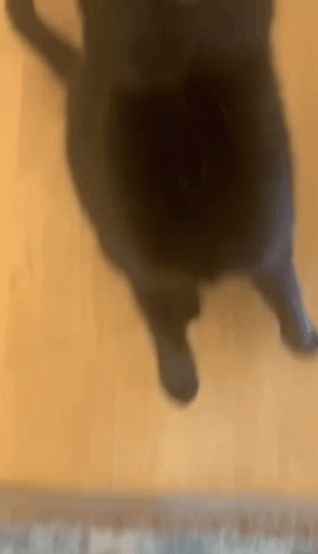Cat Black Cat GIF - Cat Black Cat Cat Kiss GIFs