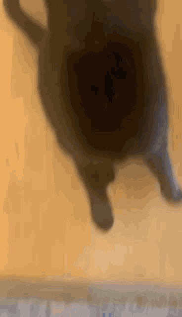 a black cat is standing on a wooden floor and looking up at the camera .