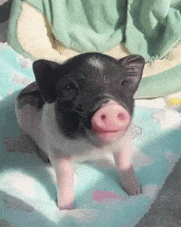 a black and white pig is sitting on a blanket