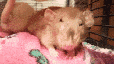 a brown rat is laying on a pink blanket in a cage .