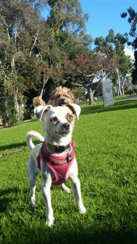 Ready Jumping GIF - Ready Jumping Dogs GIFs