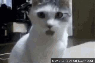 a white cat with a surprised look on its face is on a gif soup.com page
