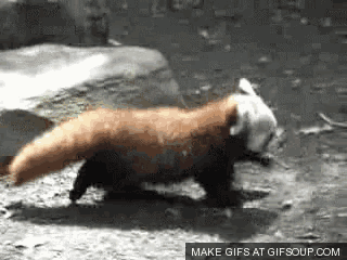 a red panda is running in the dirt with a make gifs at gifsoup.com button