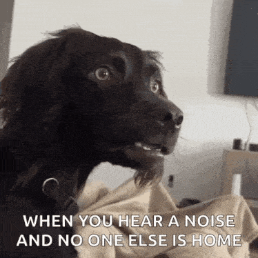 Bobawooyo Dog Confused GIF