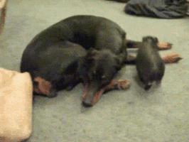 two dogs are laying on a carpet and one of them is looking at the camera