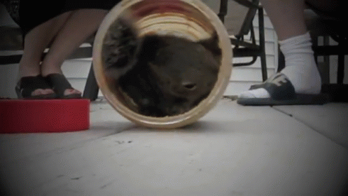 Squirrel Has Dinner In A Peanut Butter Jar GIF - Squirrel Peanut Butter GIFs