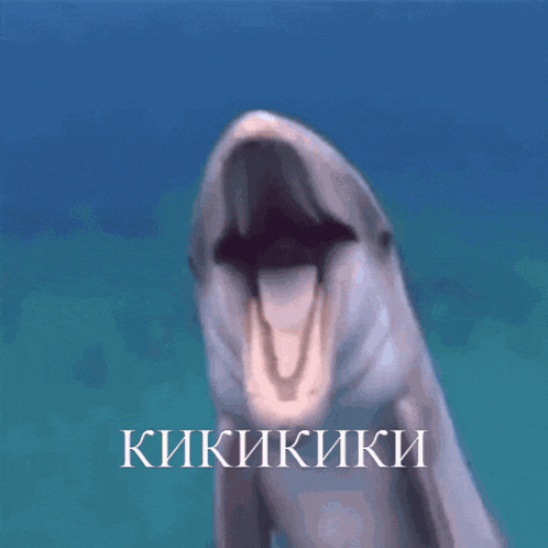 a dolphin with its mouth open and the word kikikiki written on the bottom