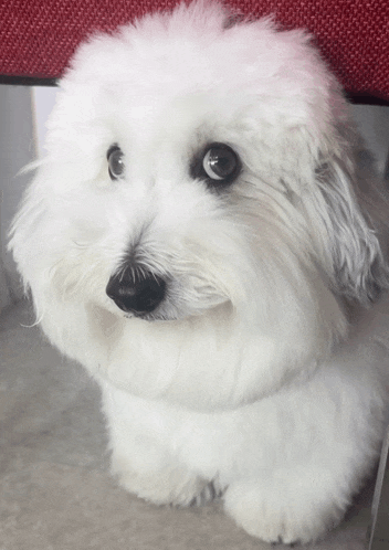 a small white dog with a black nose is sitting on a chair