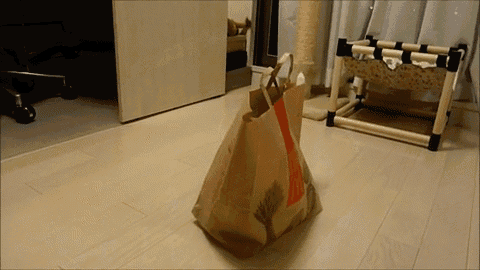 Pop Goes The Cat GIF - Cute Paperbag Surprise GIFs