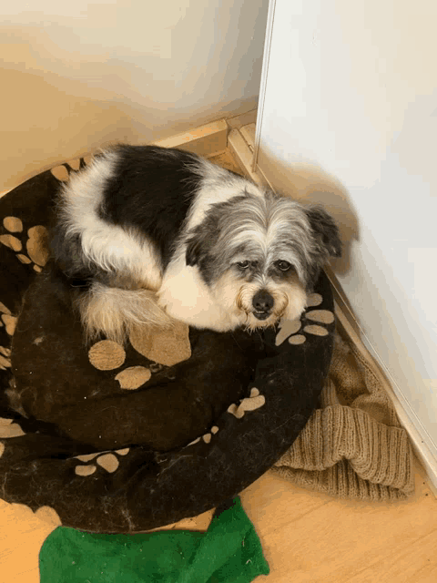a small black and white dog is laying on a black blanket