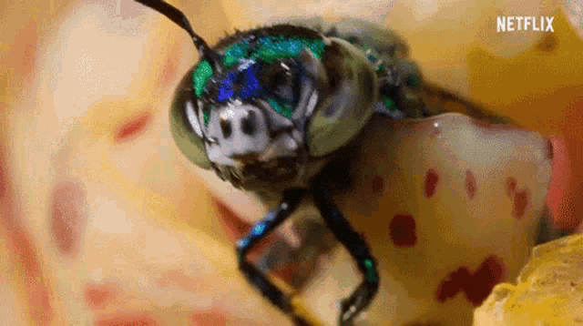 Bee Flies GIF - Bee Flies Eating GIFs