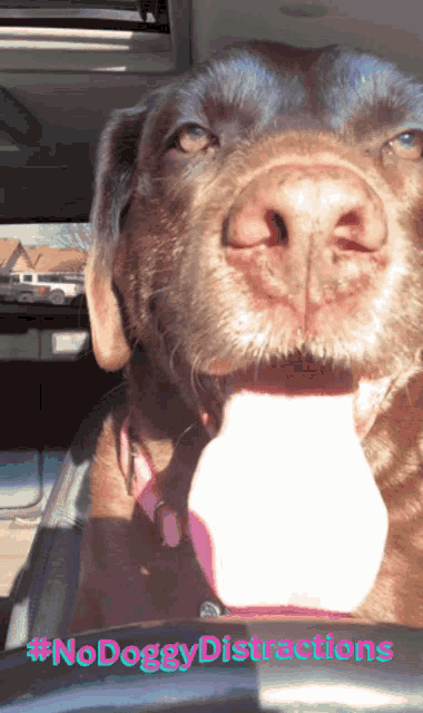 a dog is sitting in the driver 's seat of a car with the hashtag #nodoggy distractions on the bottom