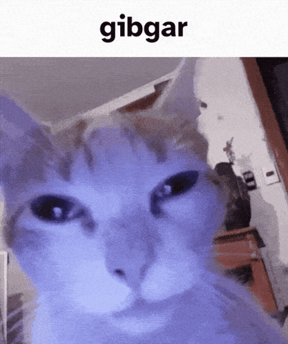 Gibgar Cat GIF - Gibgar Cat GIFs