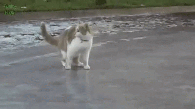 Cat Ice GIF - Cat Ice Freakout GIFs