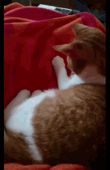 Cat Playtime GIF - Cat Playtime Curious GIFs