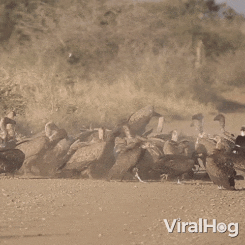Vultures Scavenging On A Carcass Viralhog GIF - Vultures Scavenging On A Carcass Vulture Viralhog GIFs