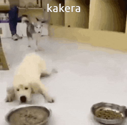 a dog laying on the floor next to a bowl of food with the word kakera on the bottom