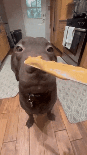 a brown dog holding a piece of cheese in its mouth