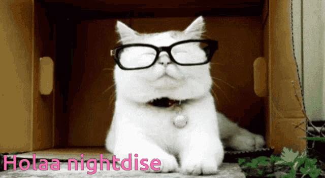 a white cat wearing glasses is in a cardboard box