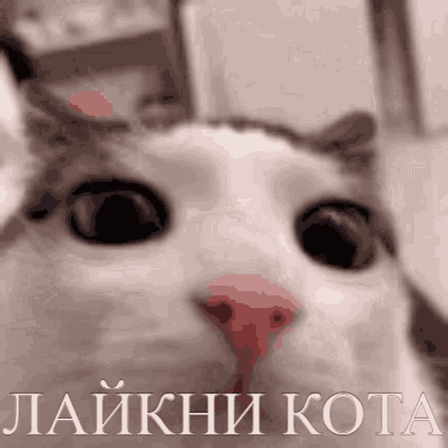 a close up of a cat 's face with the words " laikhh kota " written below it