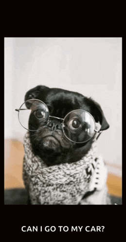 a pug dog wearing glasses and a scarf with the words can i go to my car below it