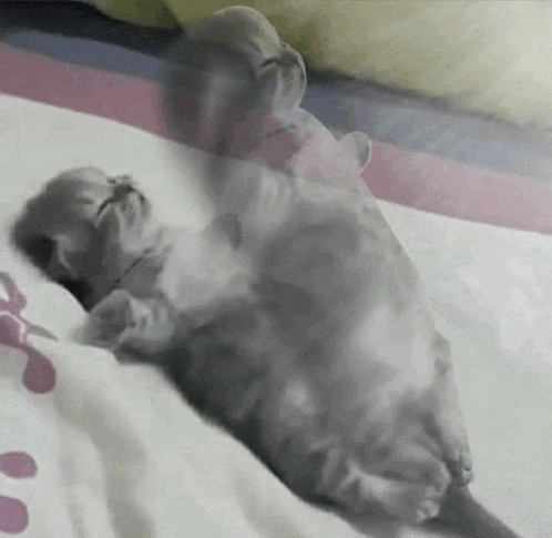 a cat is laying on its back on a bed with a pink and blue blanket