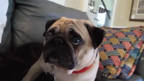 How Can You Say No To That Face? GIF - Pug Sad Puppy Eyes GIFs