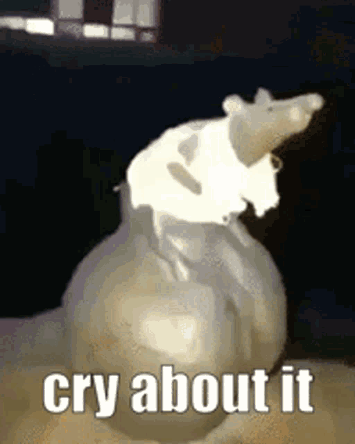 a rat is sitting on top of an onion with the words cry about it above it .