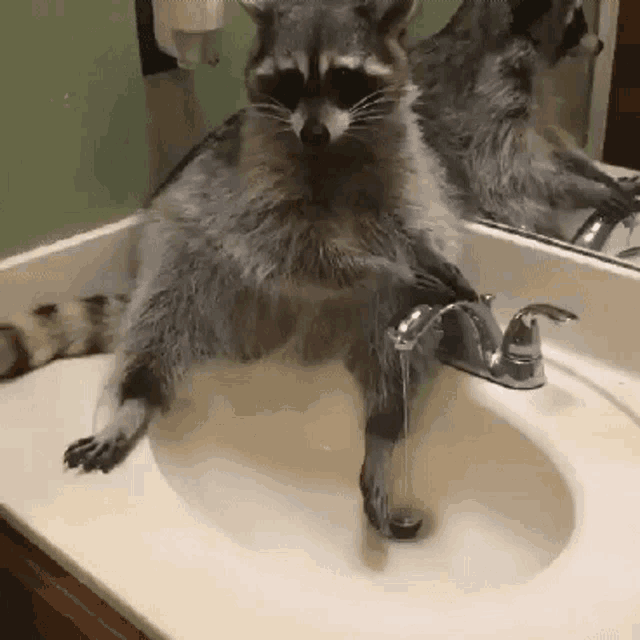 a raccoon is sitting in a bathroom sink with its legs in the water .