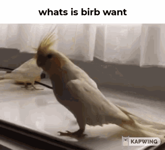 Whats Is Birb Want Whats GIF - Whats Is Birb Want Whats Is GIFs