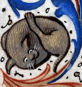 a drawing of a cat laying on its back with a blue and red background