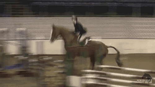 a horse jumping over a hurdle with the words horse gifs on the bottom right