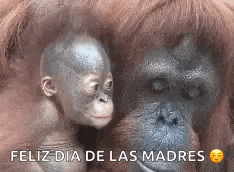 a baby orangutan is sitting next to a large orangutan .