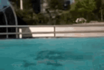 a dolphin is swimming in a pool with a fence in the background .