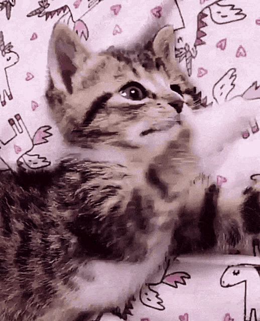 Kitty Cat Kitty GIF - Kitty Cat Kitty Cozy GIFs