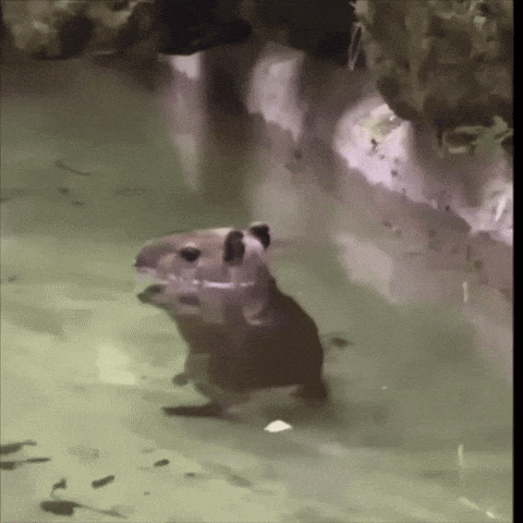 a frog is swimming in a body of water and looking at something