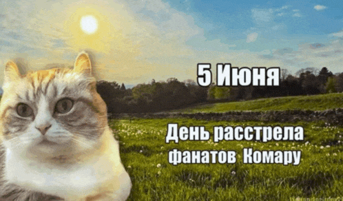 a cat is sitting in a grassy field with the date 5th of june on the bottom