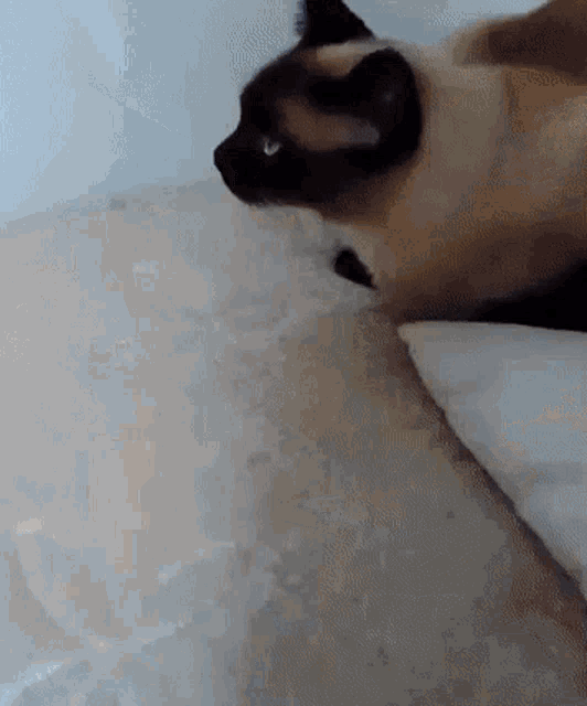 Siamese Cat Mittensbattle GIF - Siamese Cat Mittensbattle Post This Cat GIFs
