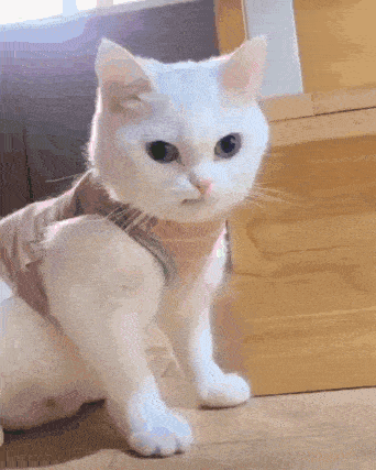 a white cat wearing a harness is standing on a wooden floor looking at the camera .