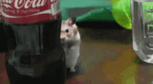 Evil Hamster GIF - Evil Hamster Hide GIFs