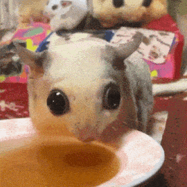 a close up of a mouse eating from a bowl