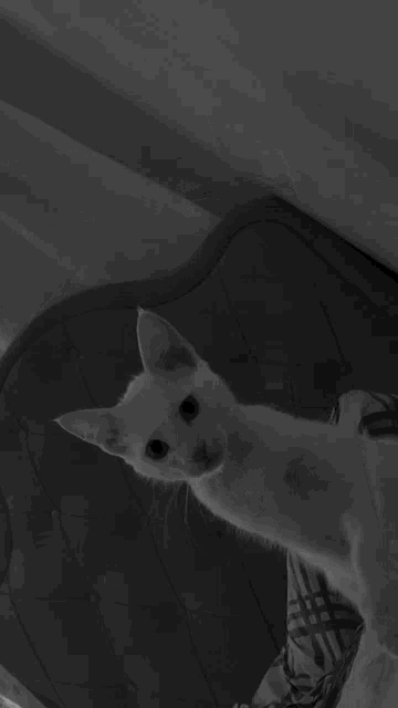 a black and white photo of a cat laying down on a bed