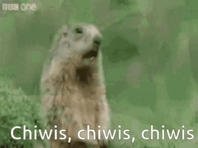 Beaver Chiwis GIF - Beaver Chiwis Tp GIFs
